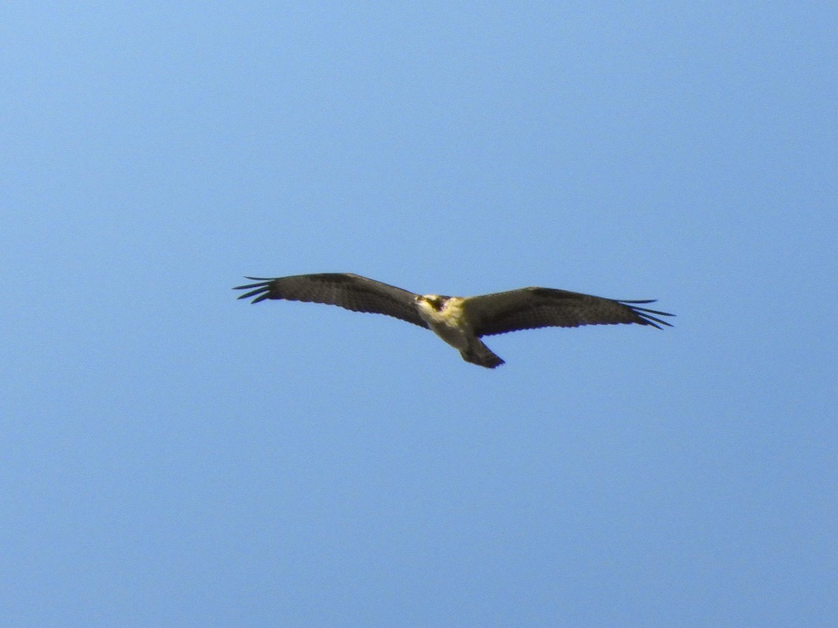 Balbuzard pêcheur (carolinensis) - ML624019347