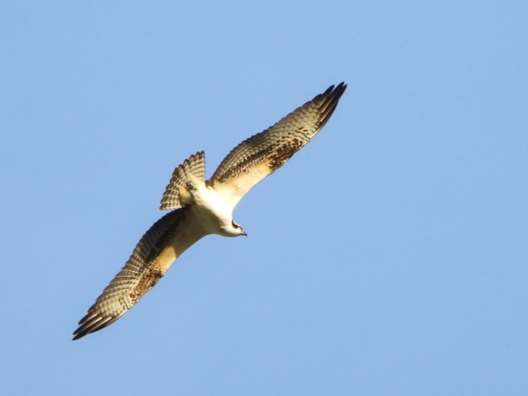 Osprey (carolinensis) - Justin Flint