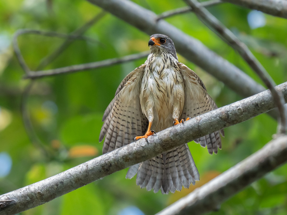 Gray-headed Goshawk - Ivan Leshukov