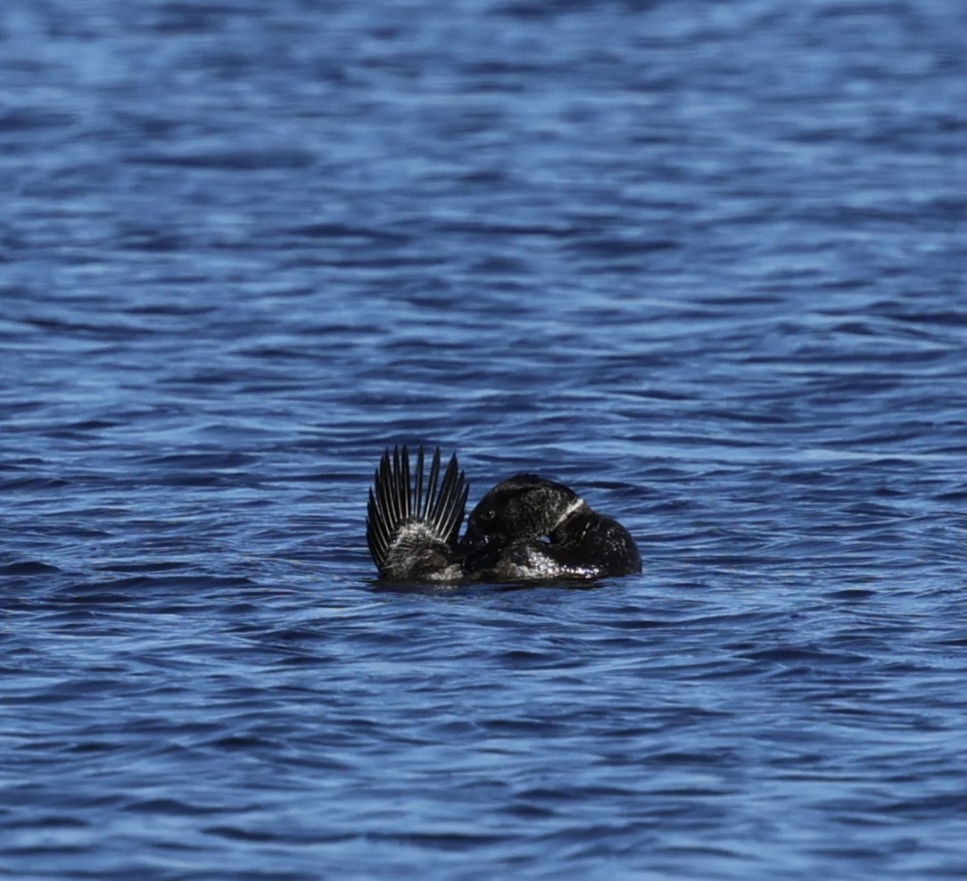 Musk Duck - ML624019350