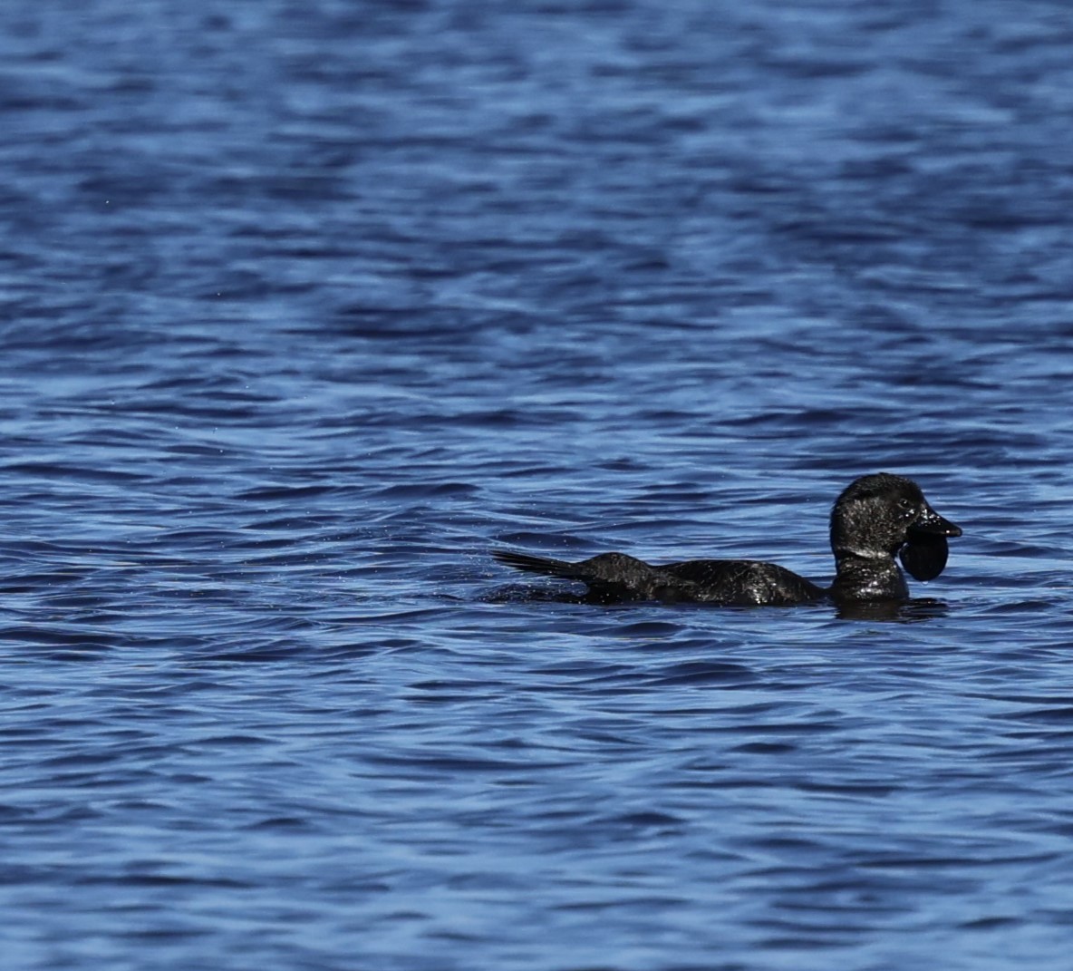 Musk Duck - ML624019351