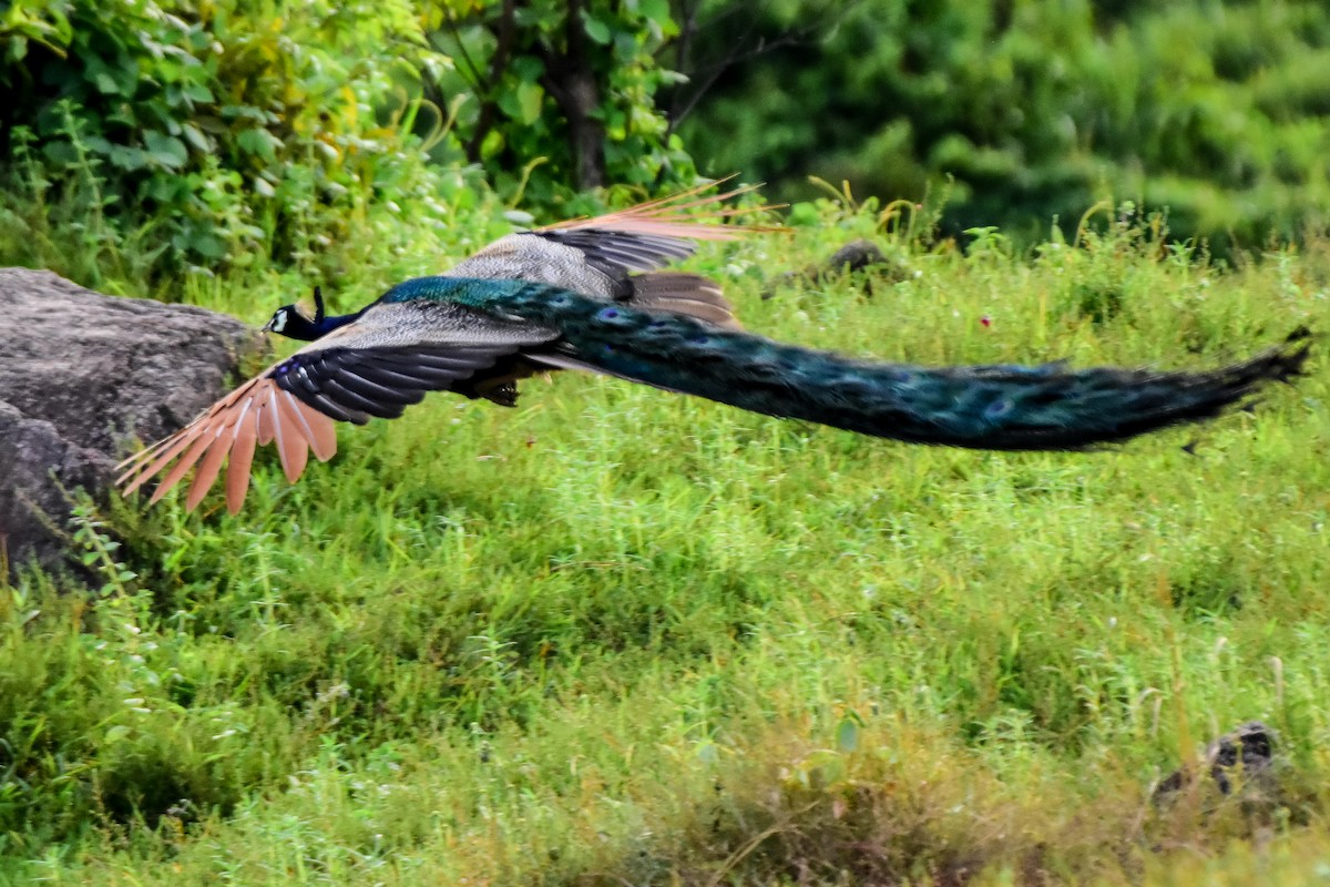 Indian Peafowl - ML624019353