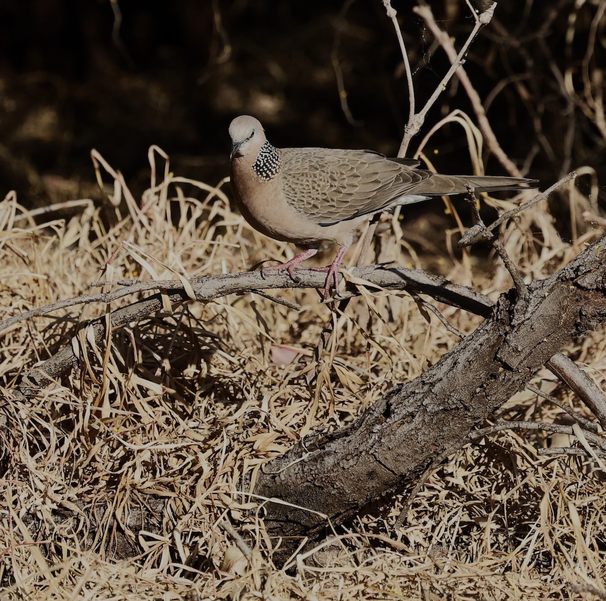 珠頸斑鳩 - ML624019354