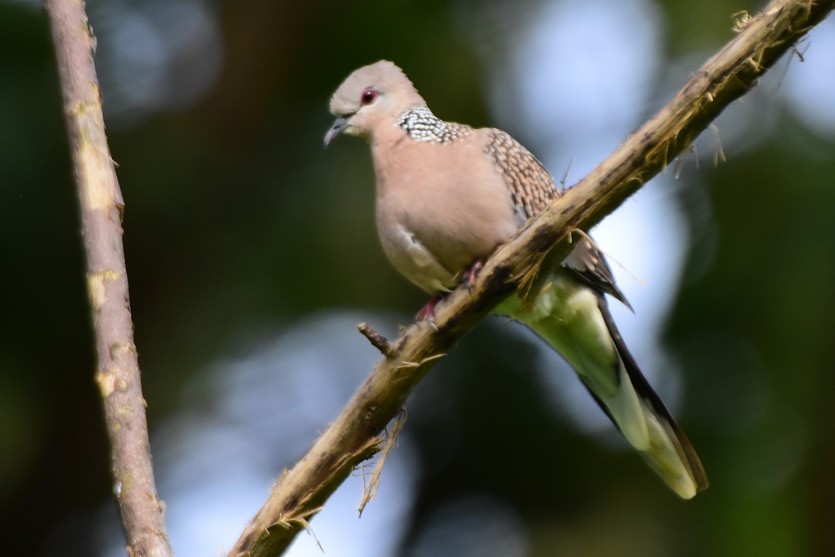 珠頸斑鳩 - ML624019355