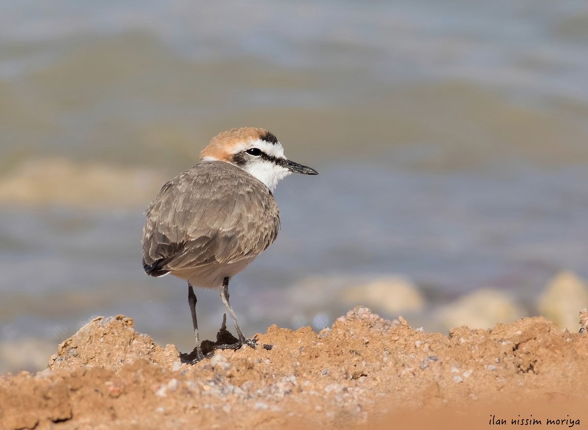 Kentish Plover - ML624019357