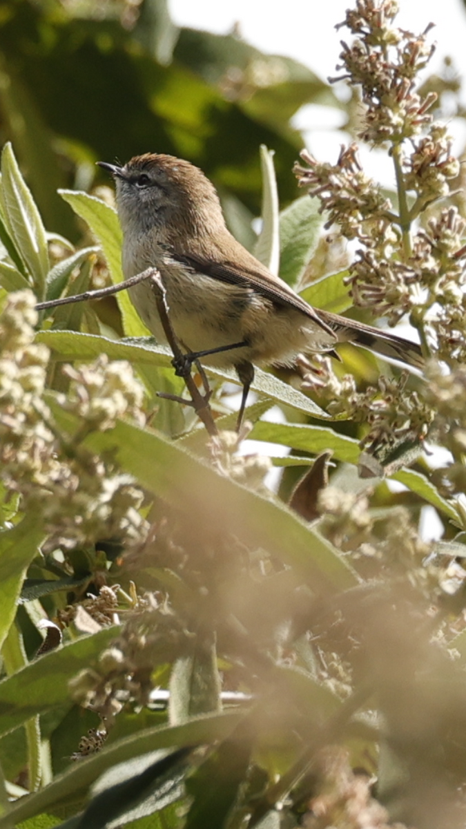 Brown Gerygone - ML624019358