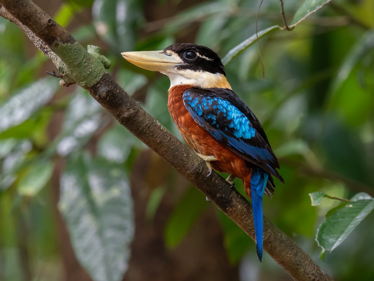 Rufous-bellied Kookaburra - ML624019362