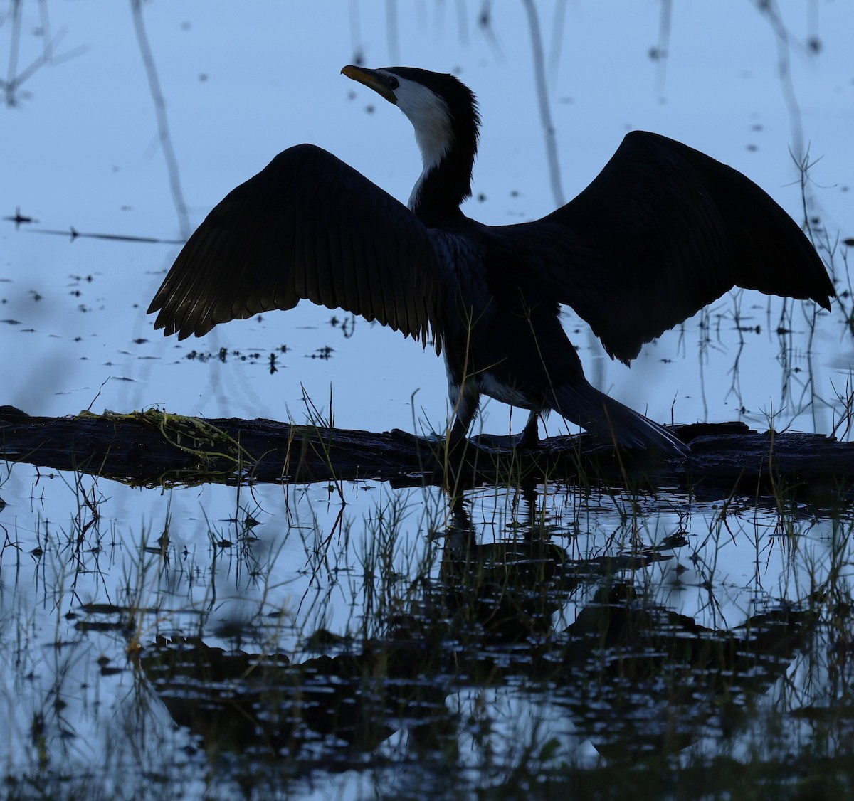 Little Pied Cormorant - ML624019363