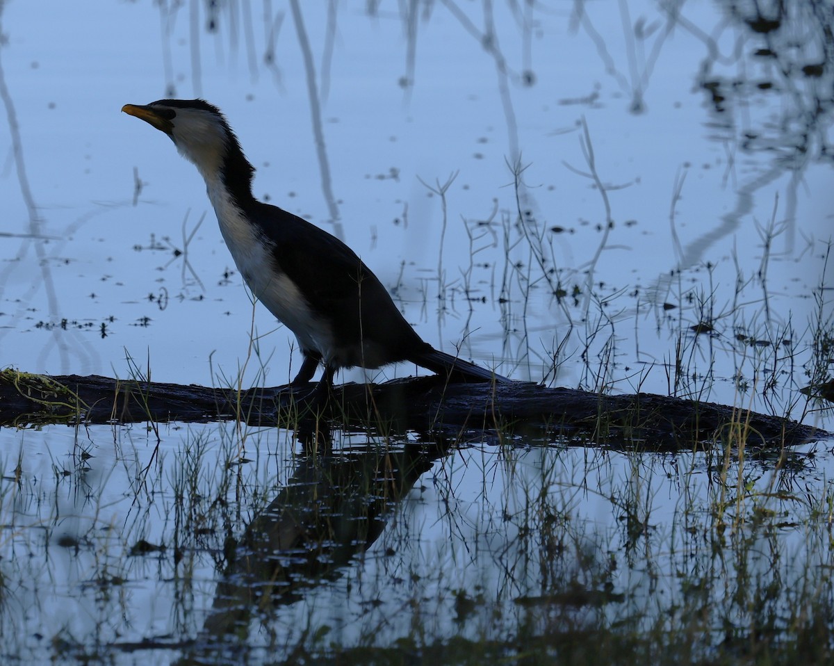 Little Pied Cormorant - ML624019364