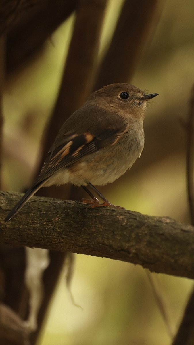 Pink Robin - ML624019367