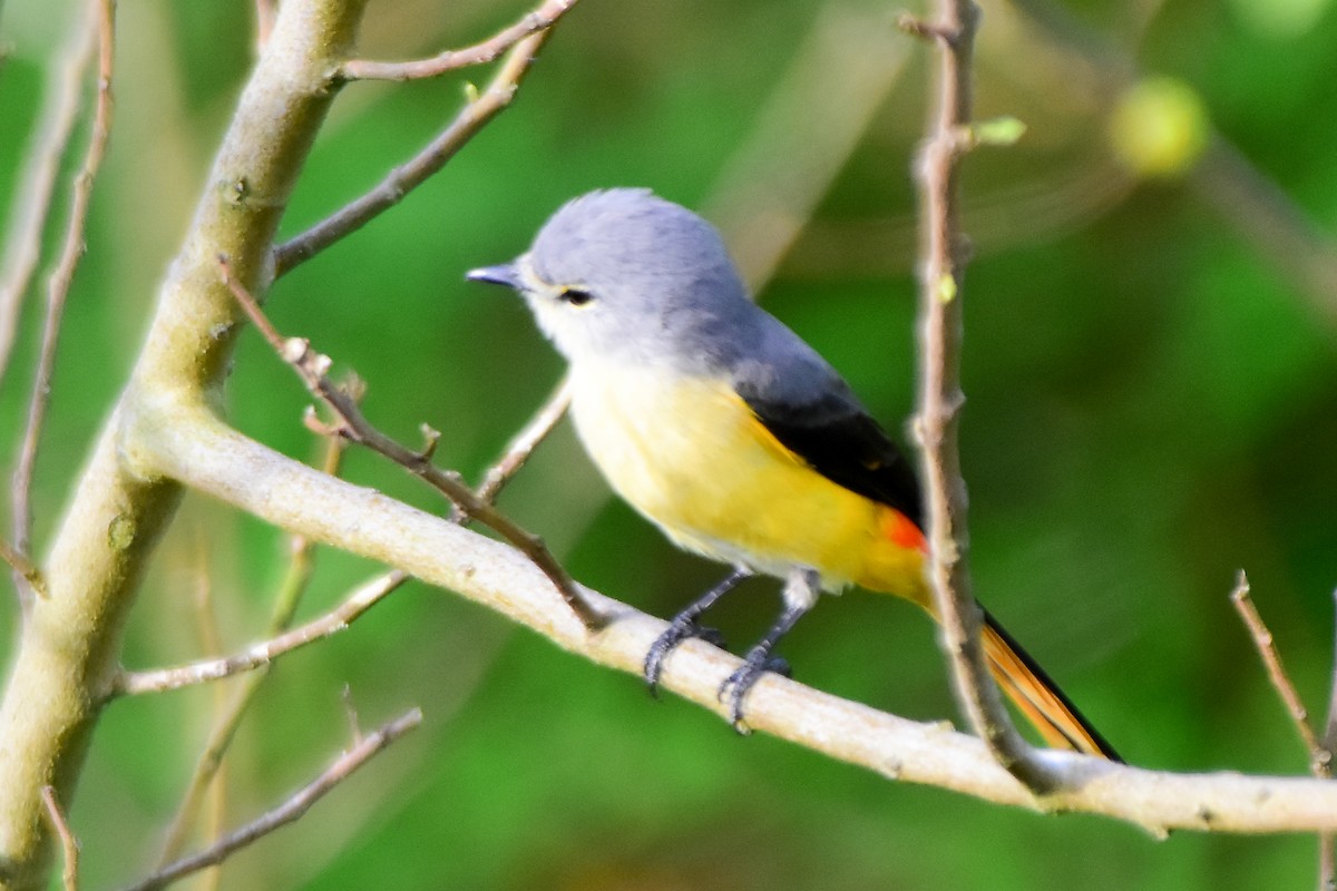 Small Minivet - ML624019381