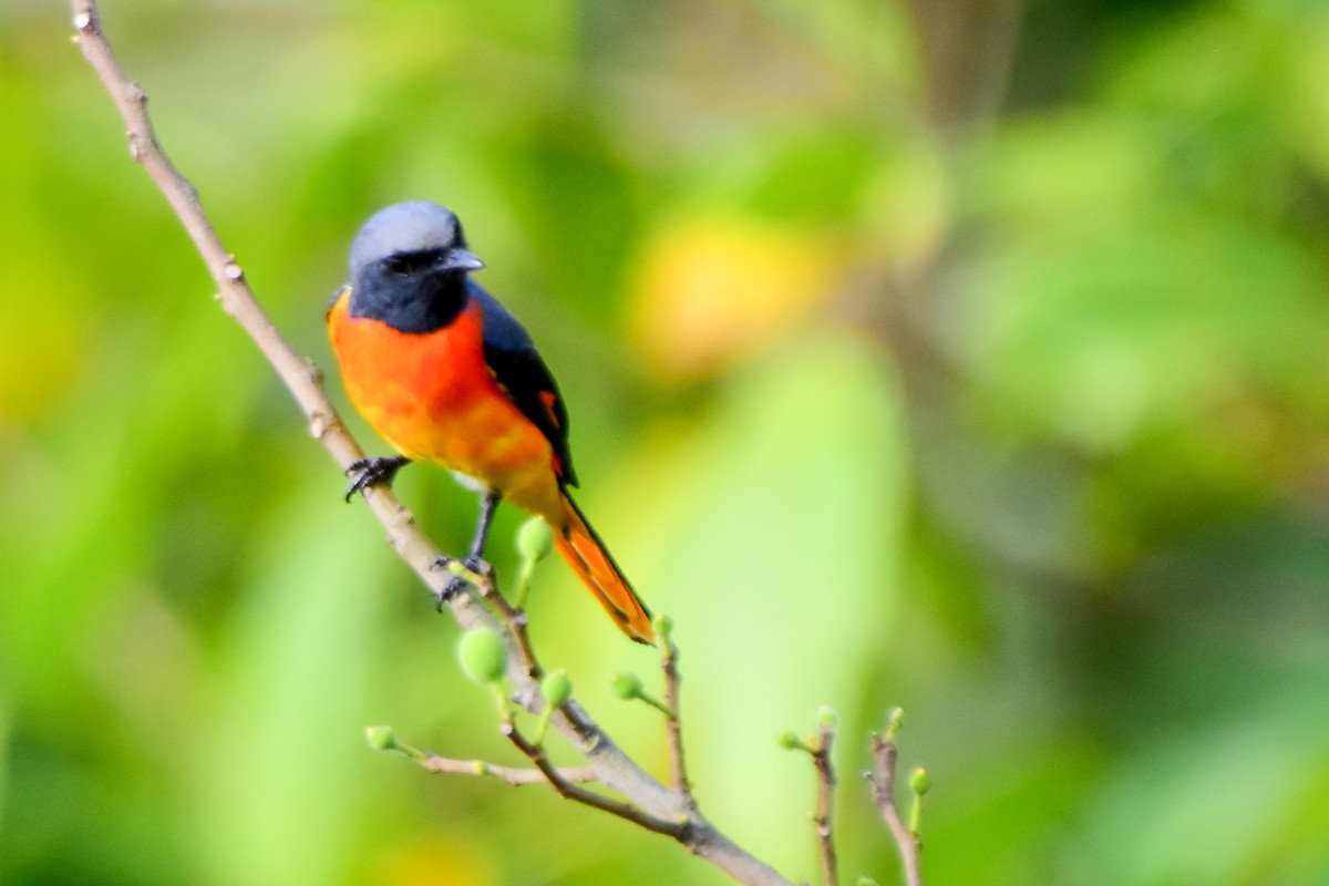 Small Minivet - ML624019383