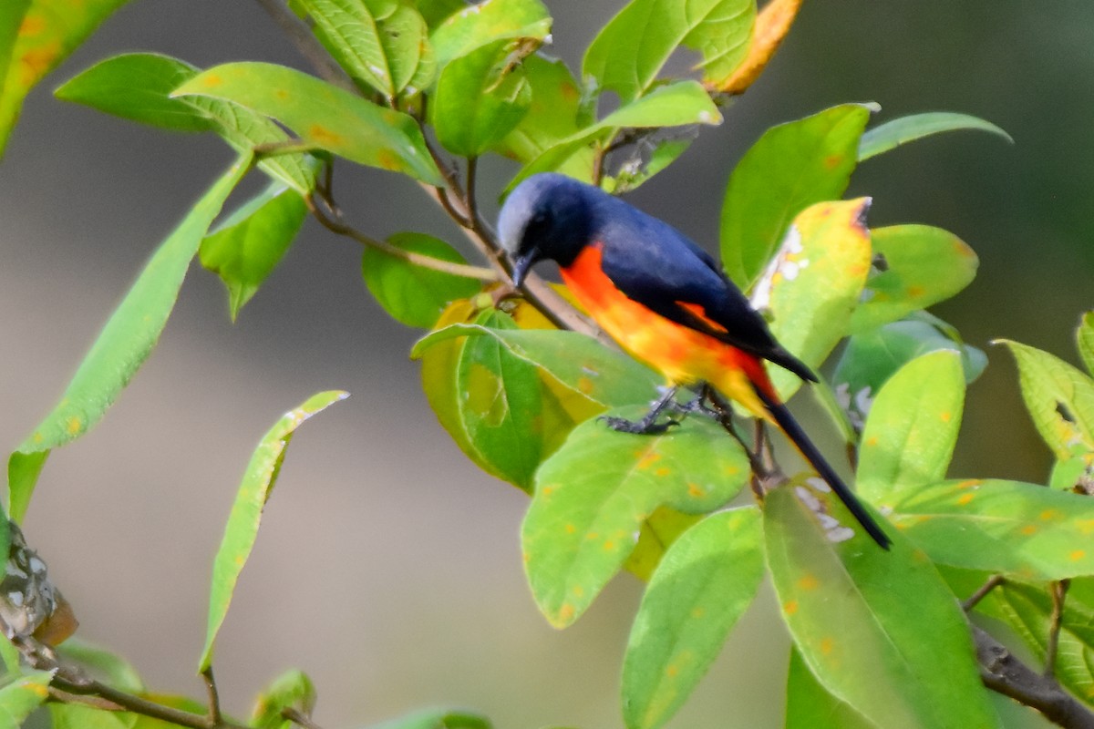 Small Minivet - ML624019385