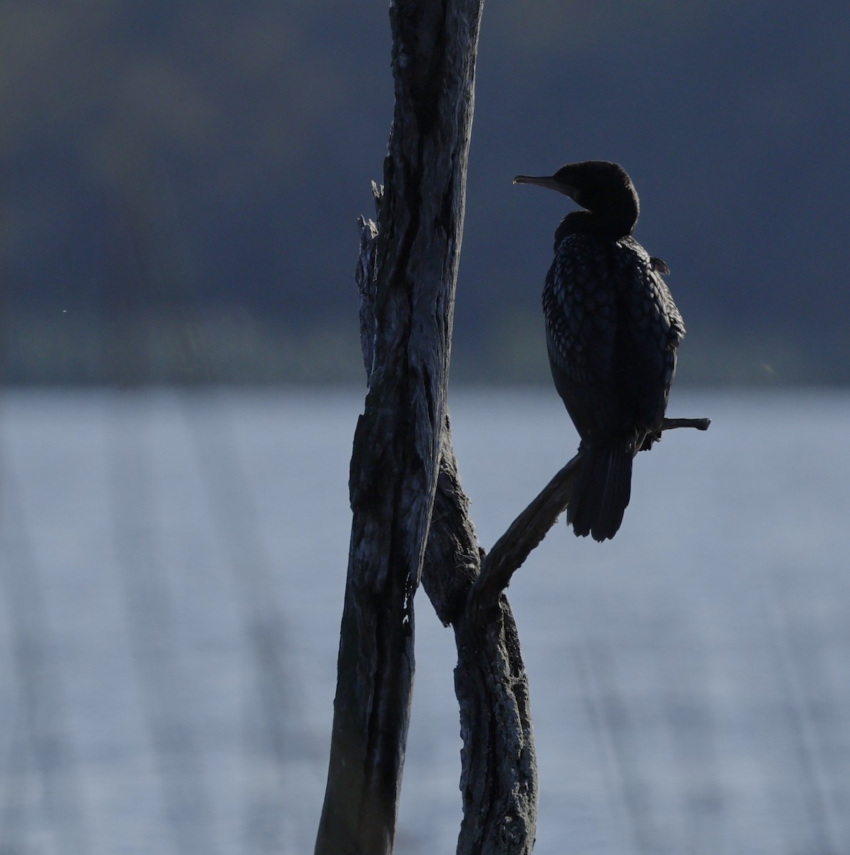 Little Black Cormorant - ML624019386