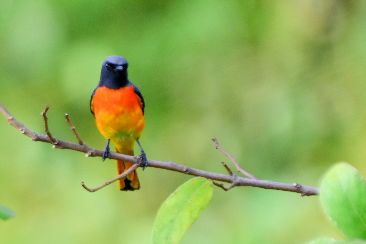 Small Minivet - ML624019388