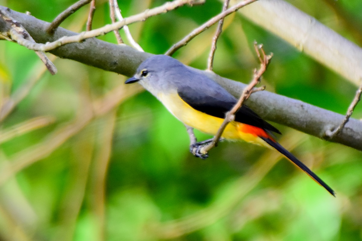 Small Minivet - ML624019389