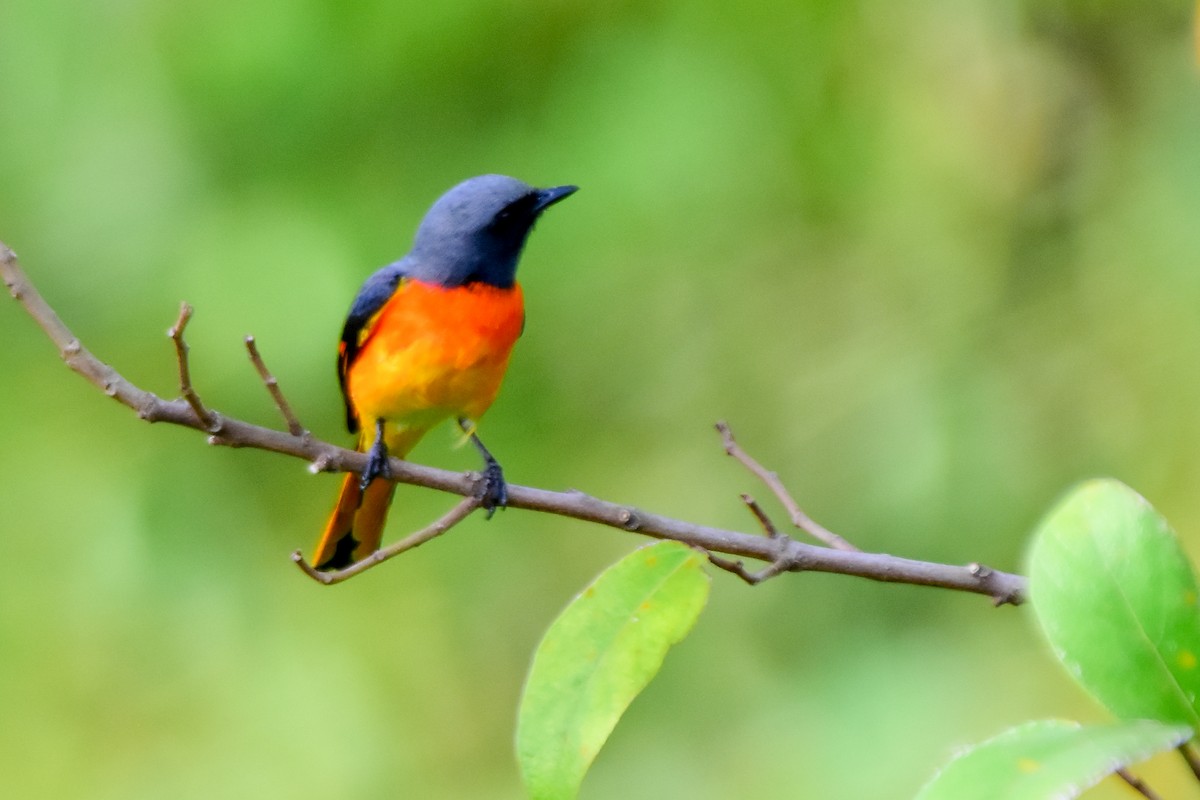 Small Minivet - ML624019390