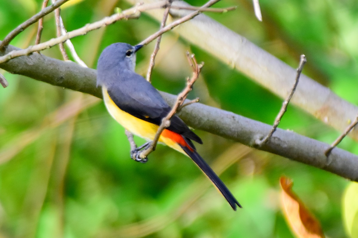 Small Minivet - ML624019391