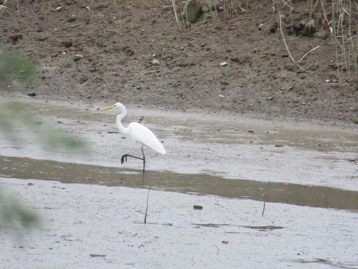 Great Egret - 韋勳 陳