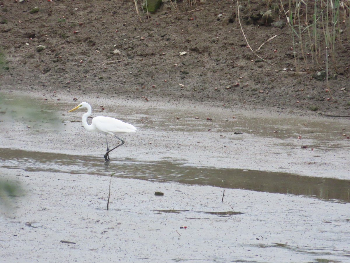 Great Egret - ML624019393