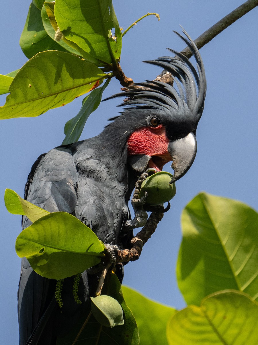 Palm Cockatoo - ML624019394