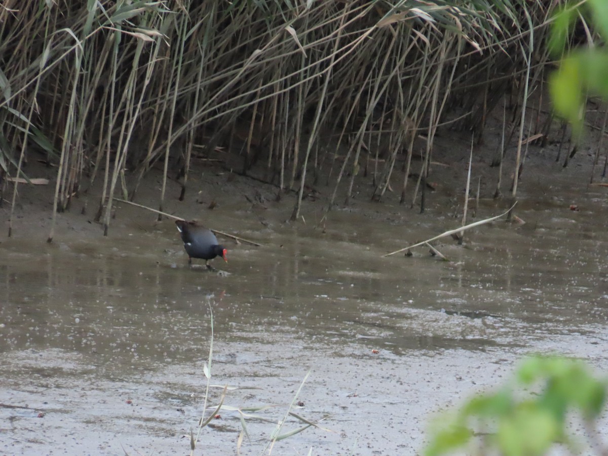 Eurasian Moorhen - ML624019395