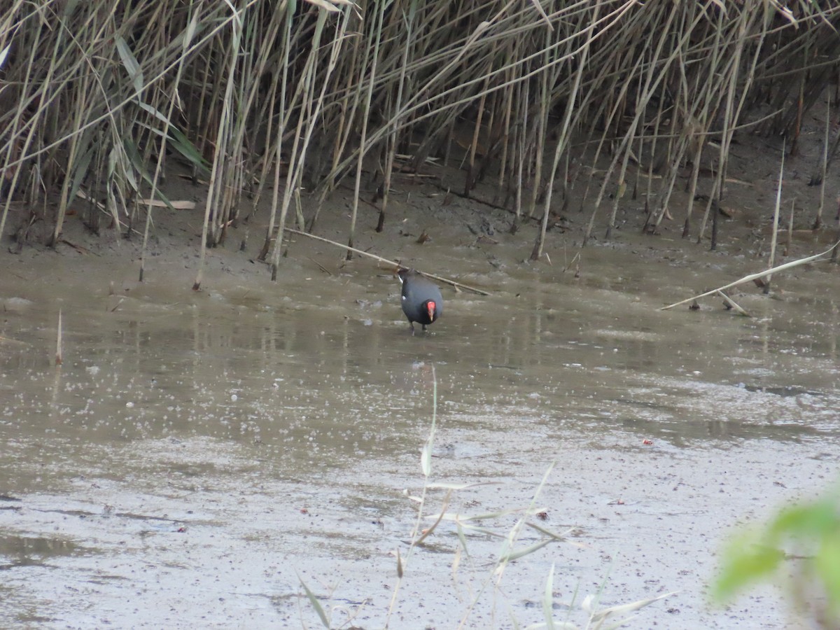 Eurasian Moorhen - ML624019396