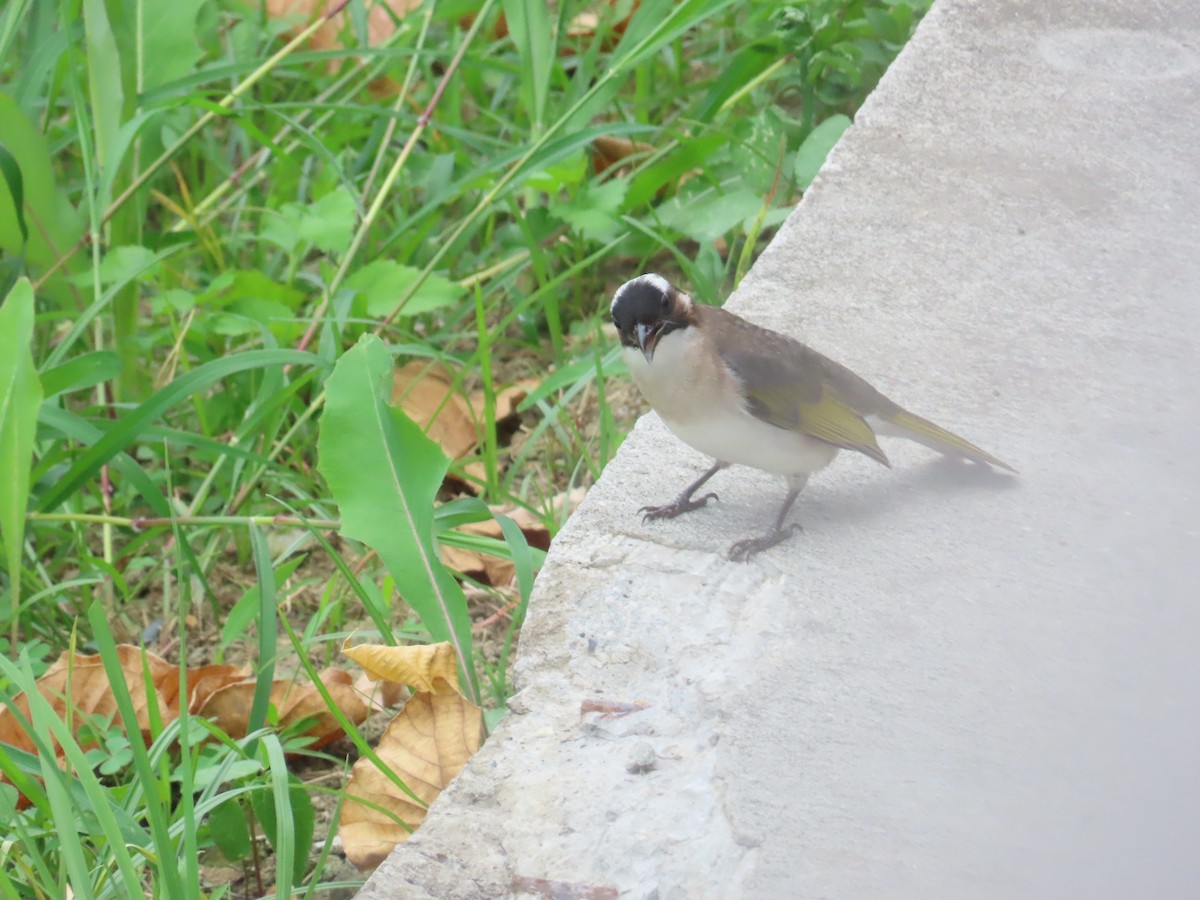 Light-vented Bulbul - ML624019397