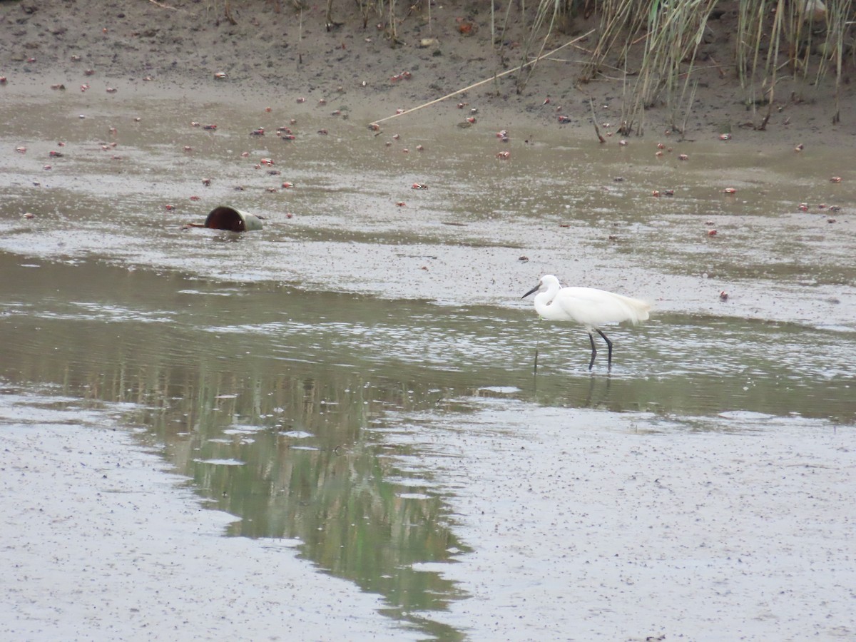 Little Egret - ML624019398