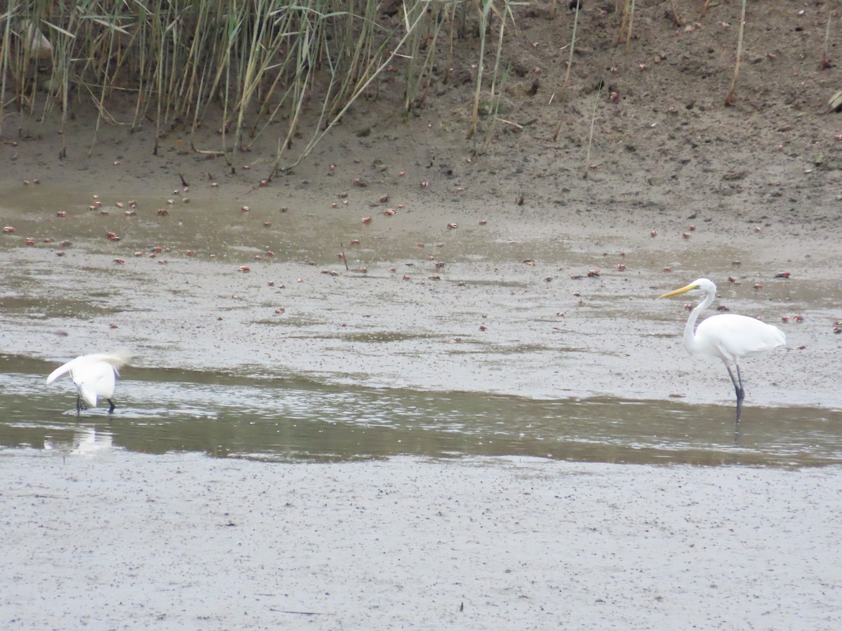 Great Egret - ML624019399