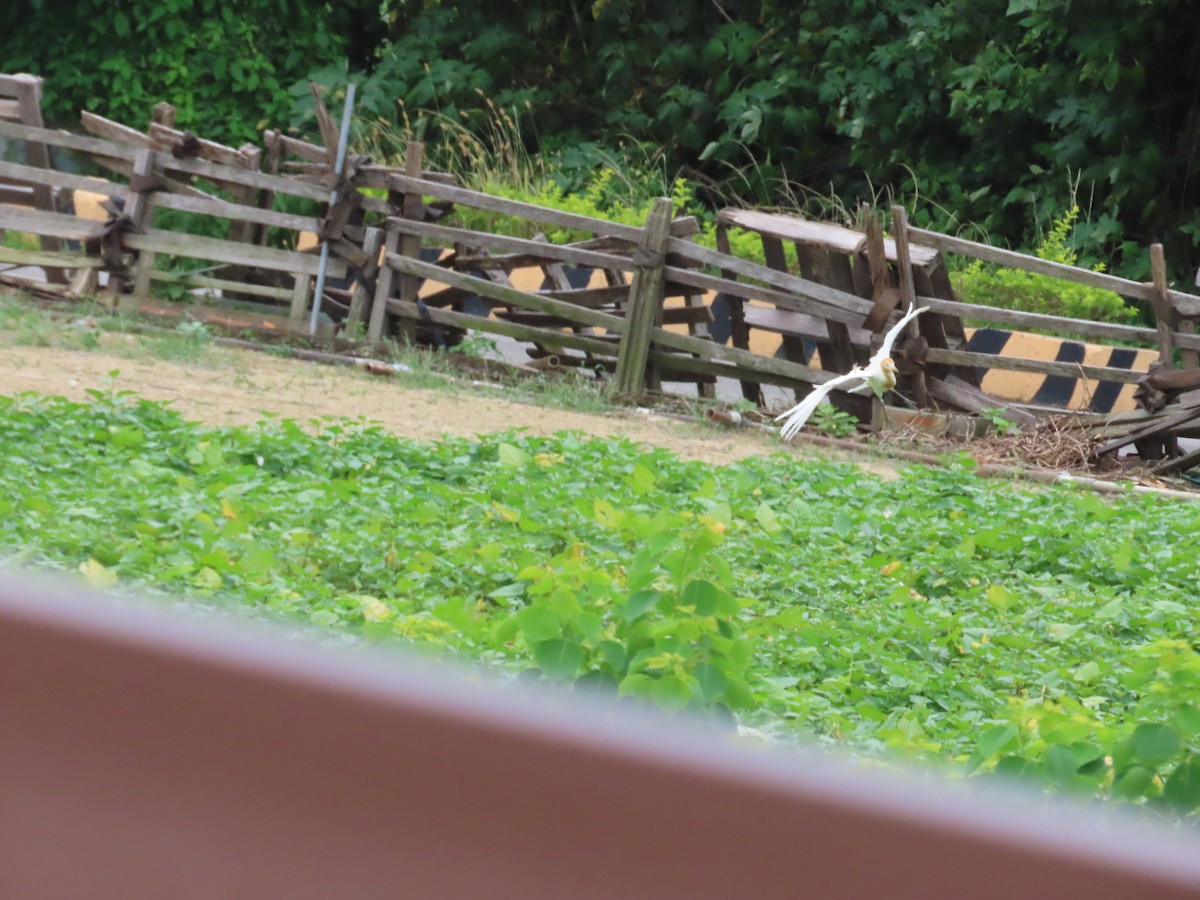 Eastern Cattle Egret - ML624019400