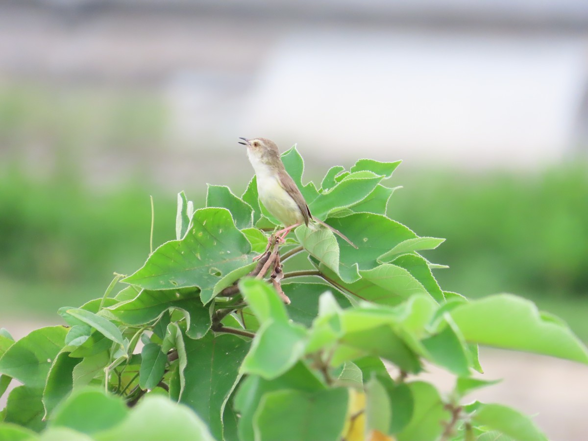 Plain Prinia - ML624019402