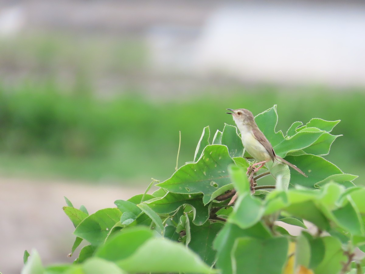 Plain Prinia - ML624019403