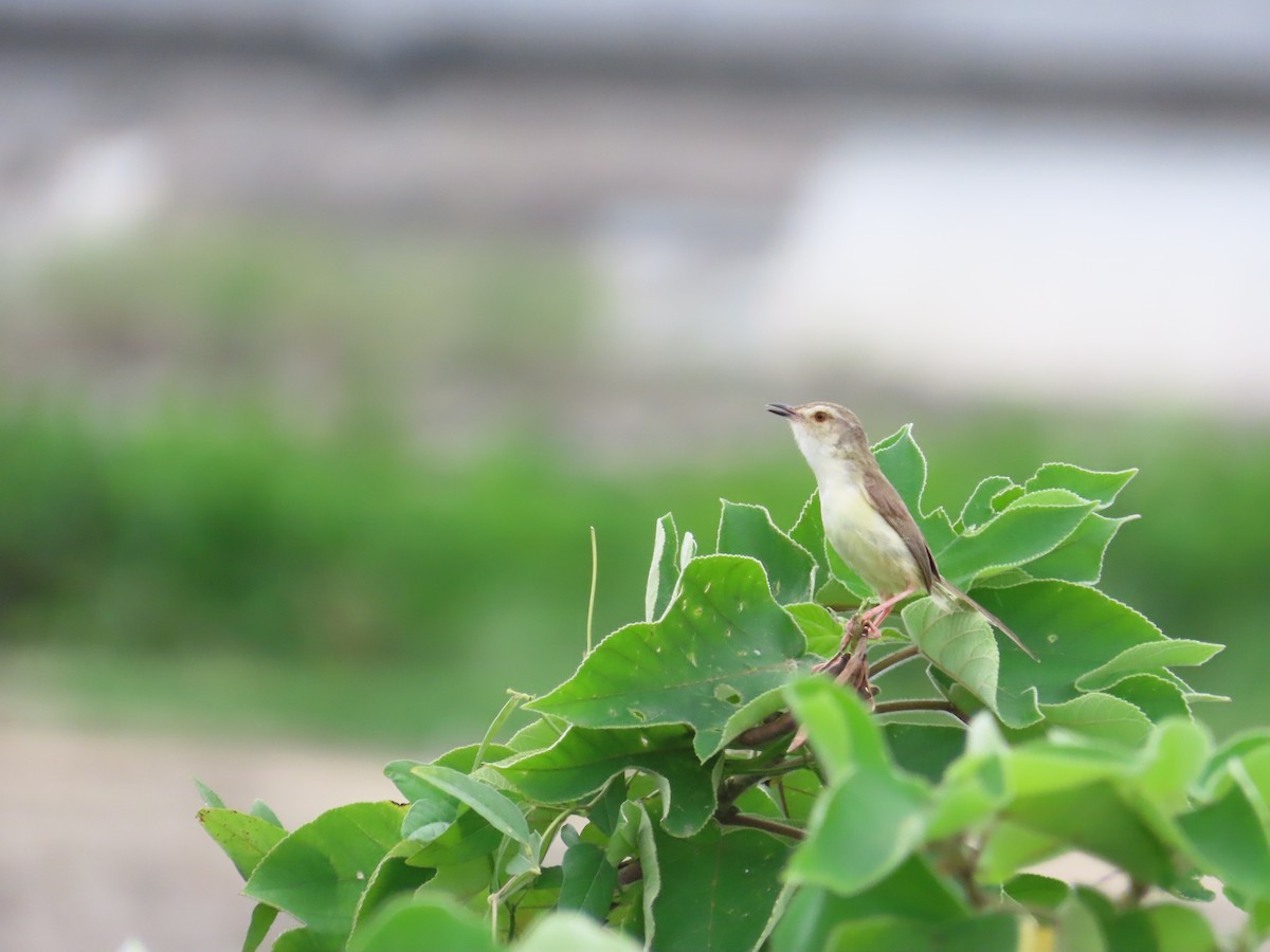 Plain Prinia - ML624019404