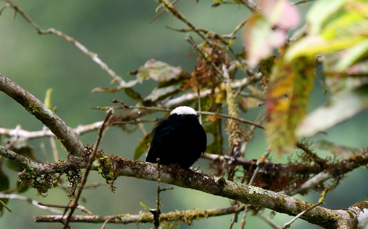 Manakin à tête blanche - ML624019405