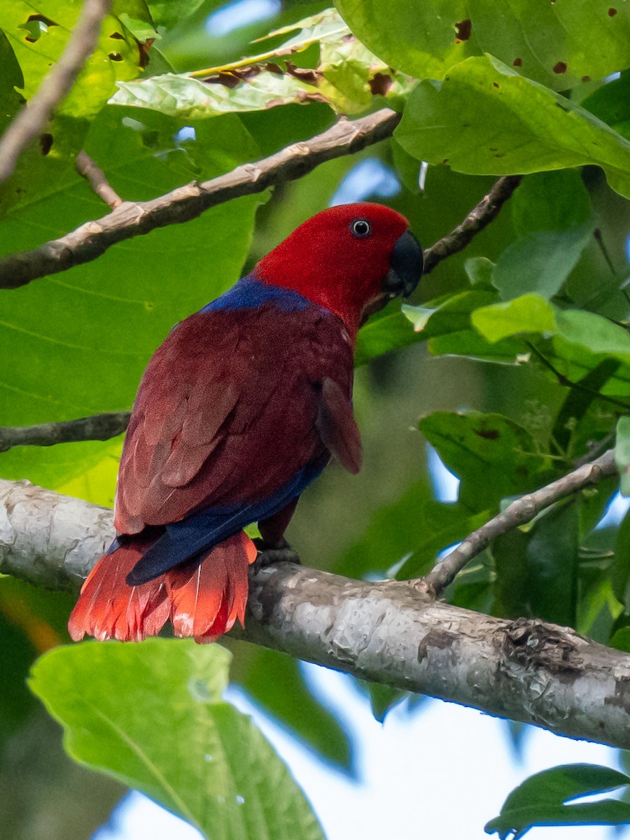 Papuan Eclectus - ML624019406