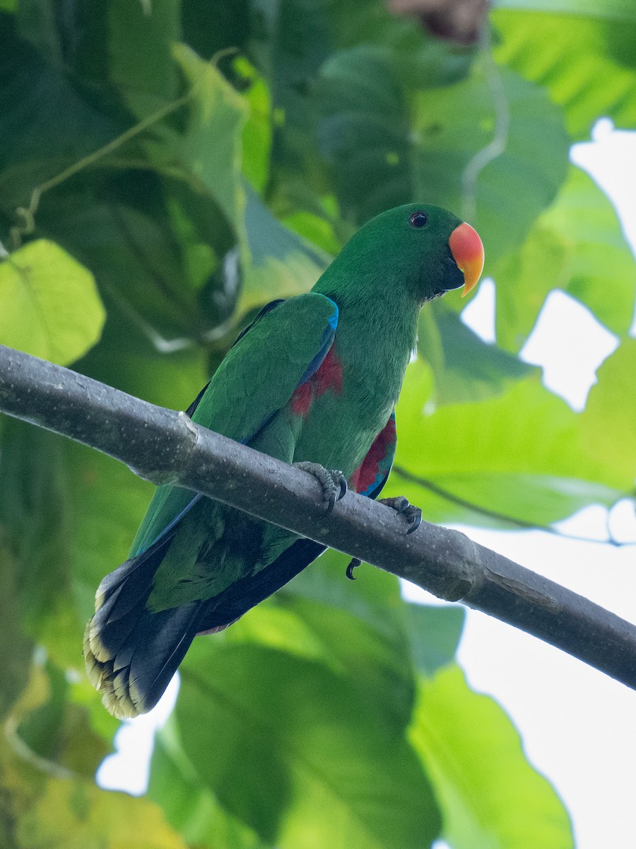 Papuan Eclectus - ML624019407