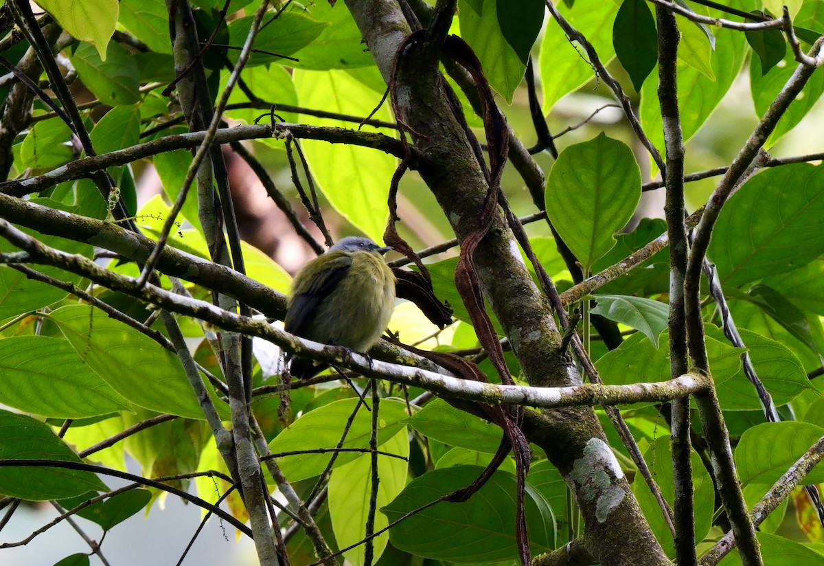 Manakin à tête blanche - ML624019408