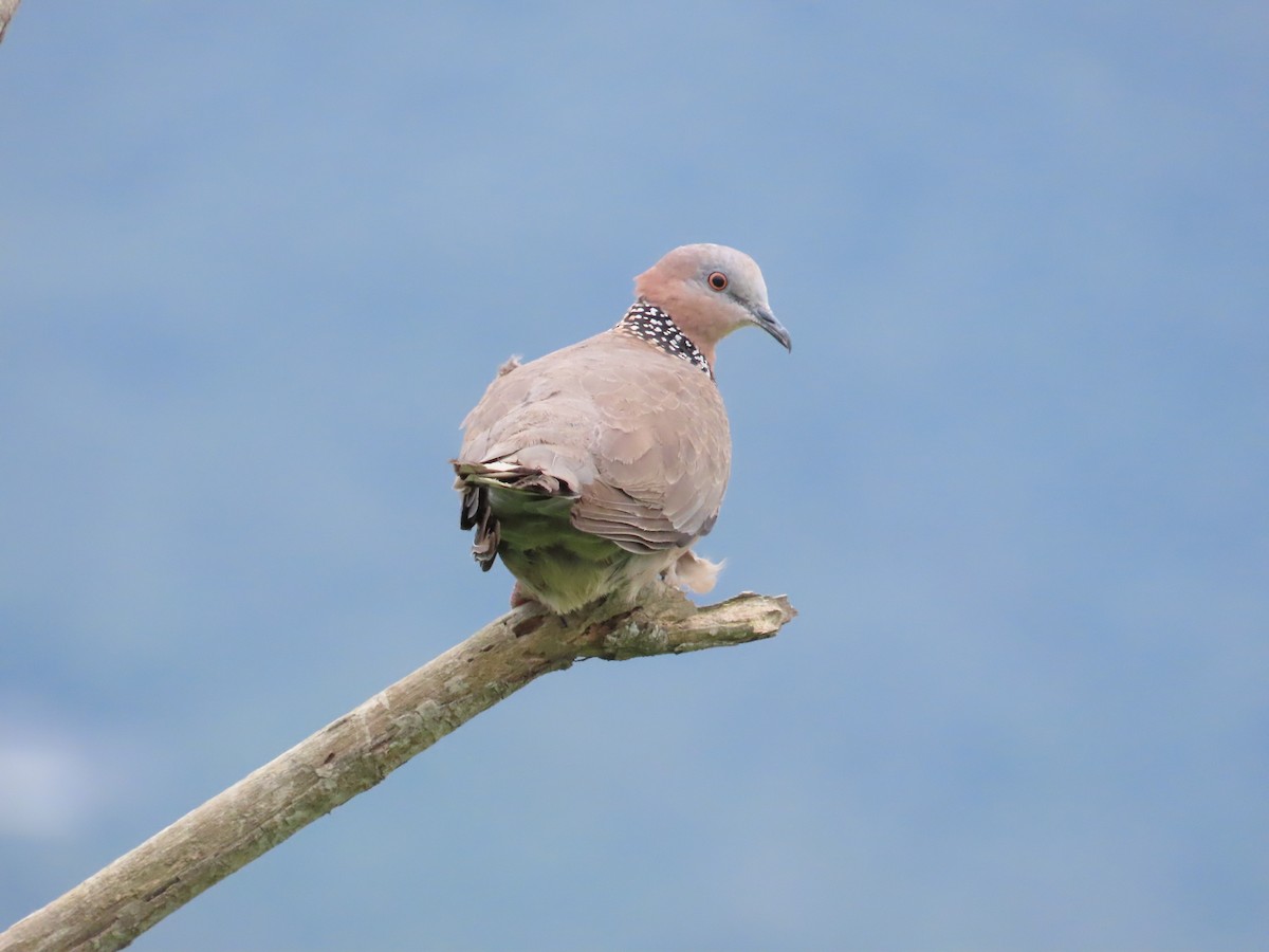 Spotted Dove - ML624019409