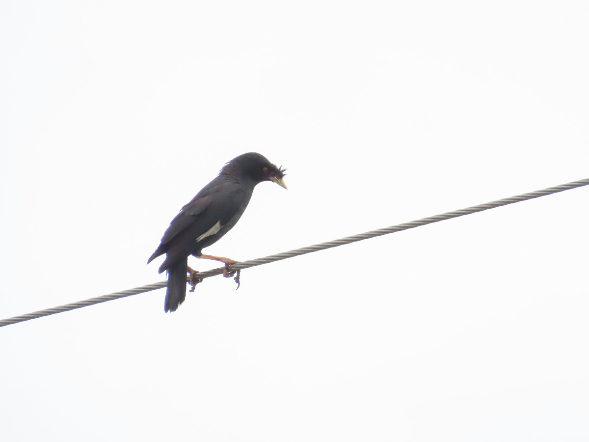 Crested Myna - ML624019411