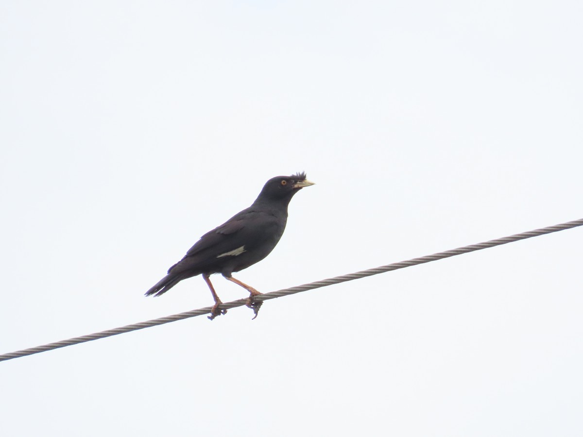 Crested Myna - ML624019412