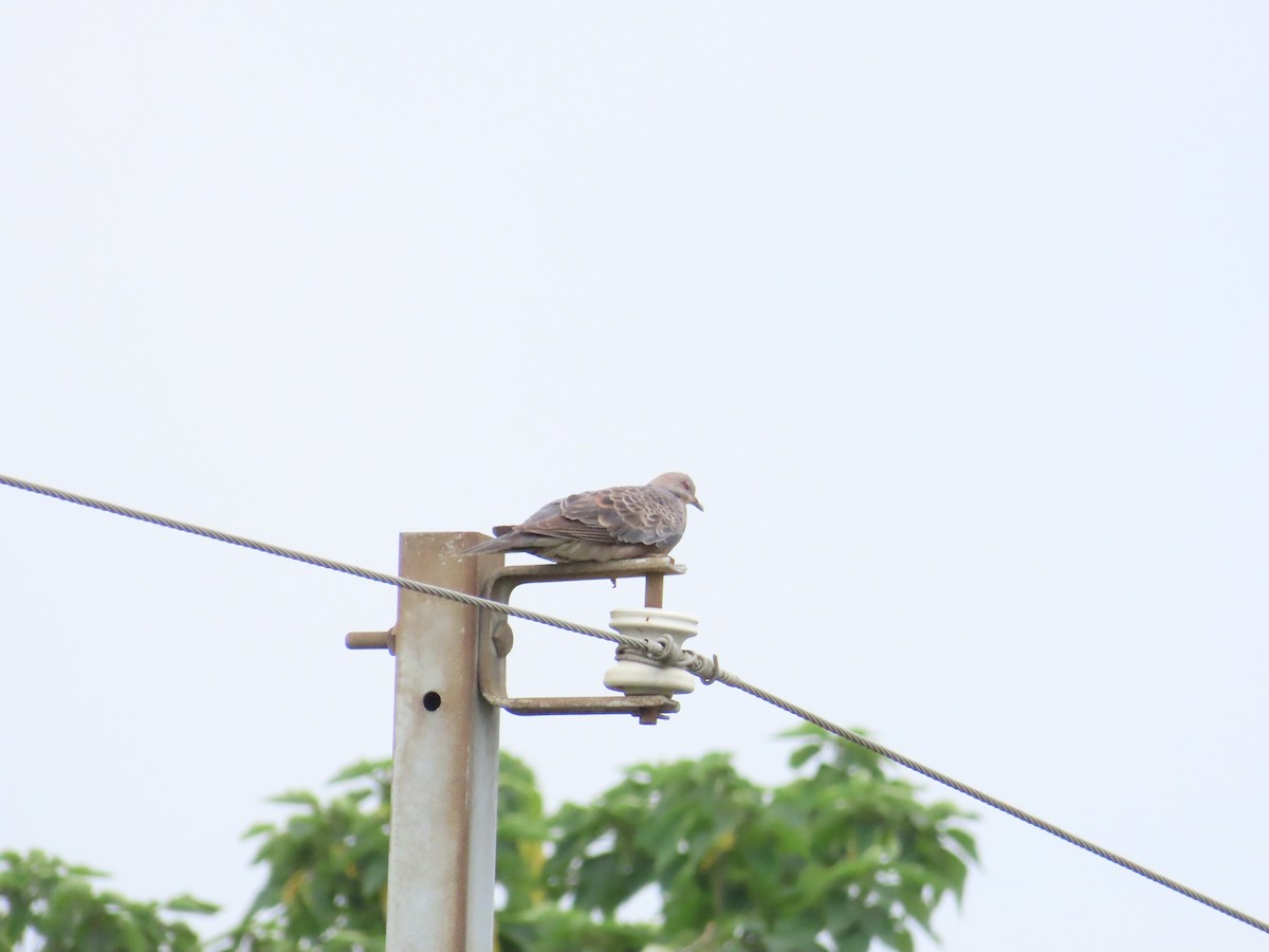 Oriental Turtle-Dove - ML624019413