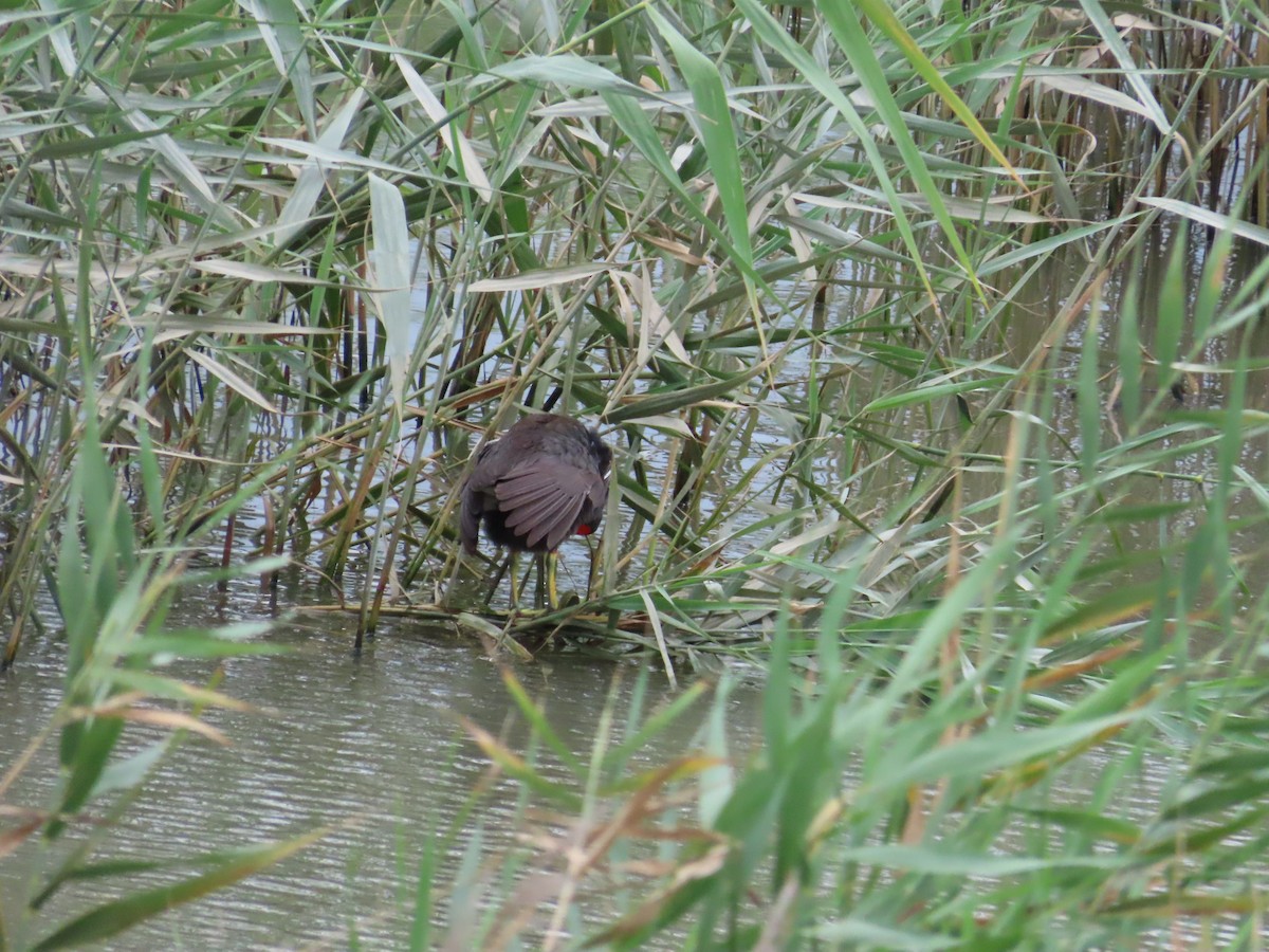 Eurasian Moorhen - ML624019414