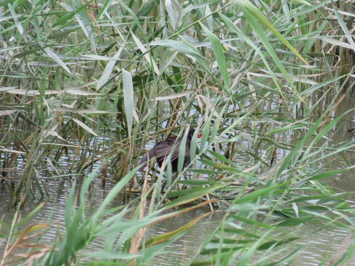 Eurasian Moorhen - ML624019415