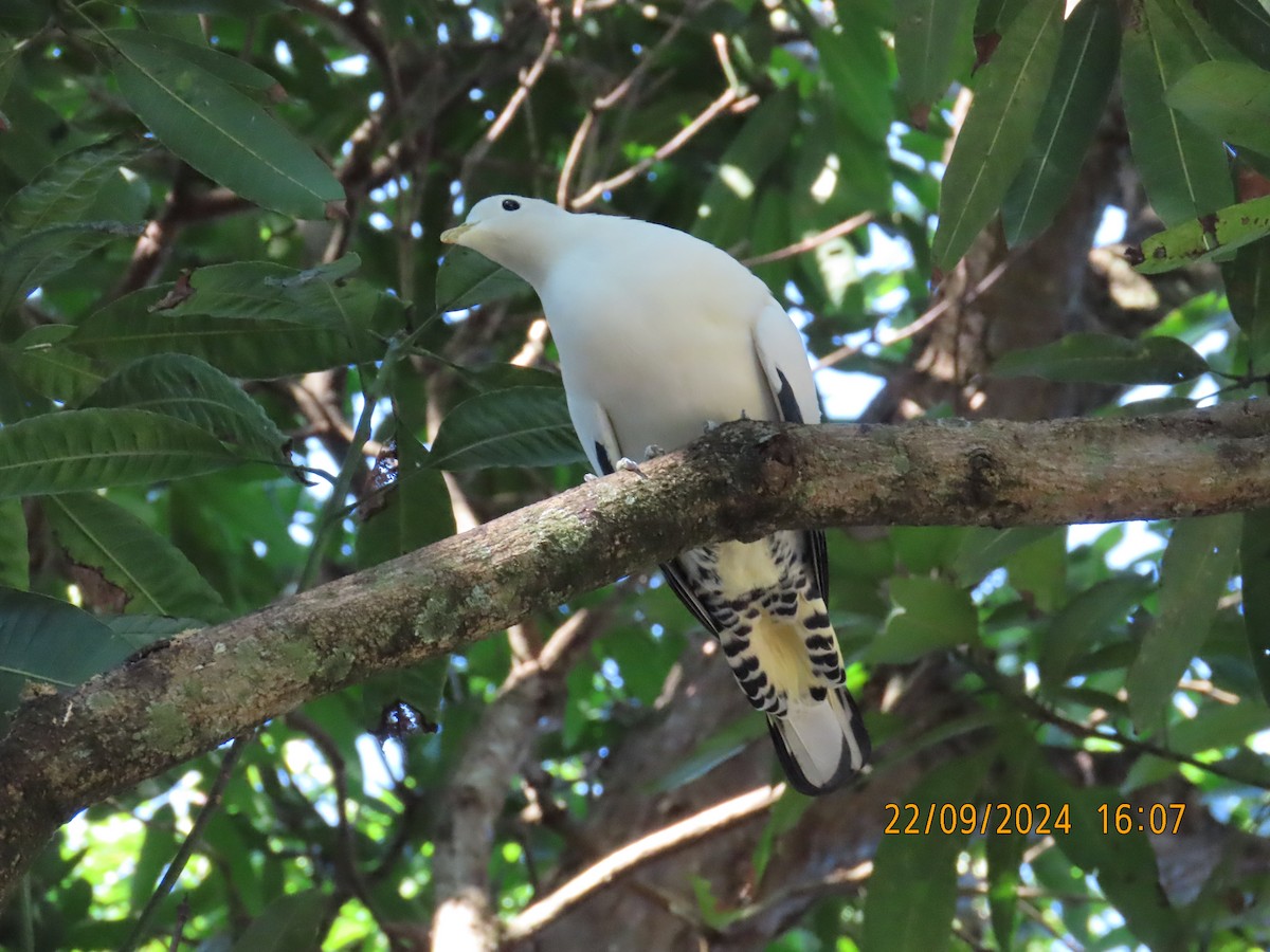 Torresian Imperial-Pigeon - ML624019416