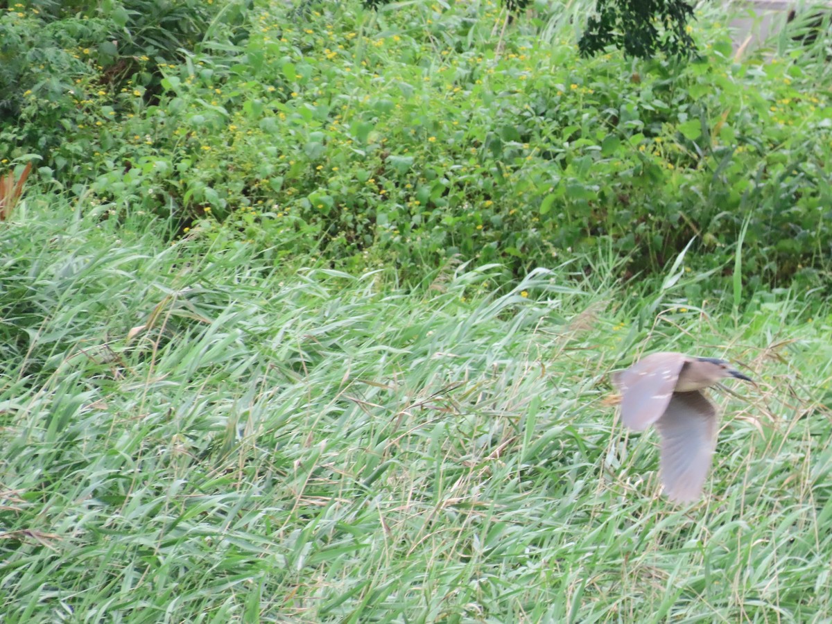 Black-crowned Night Heron - ML624019417