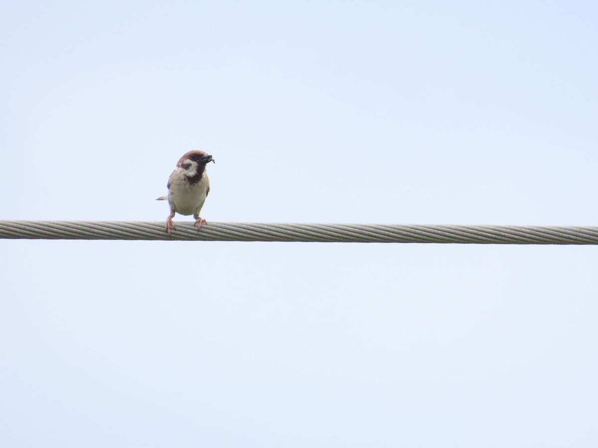 Eurasian Tree Sparrow - ML624019438