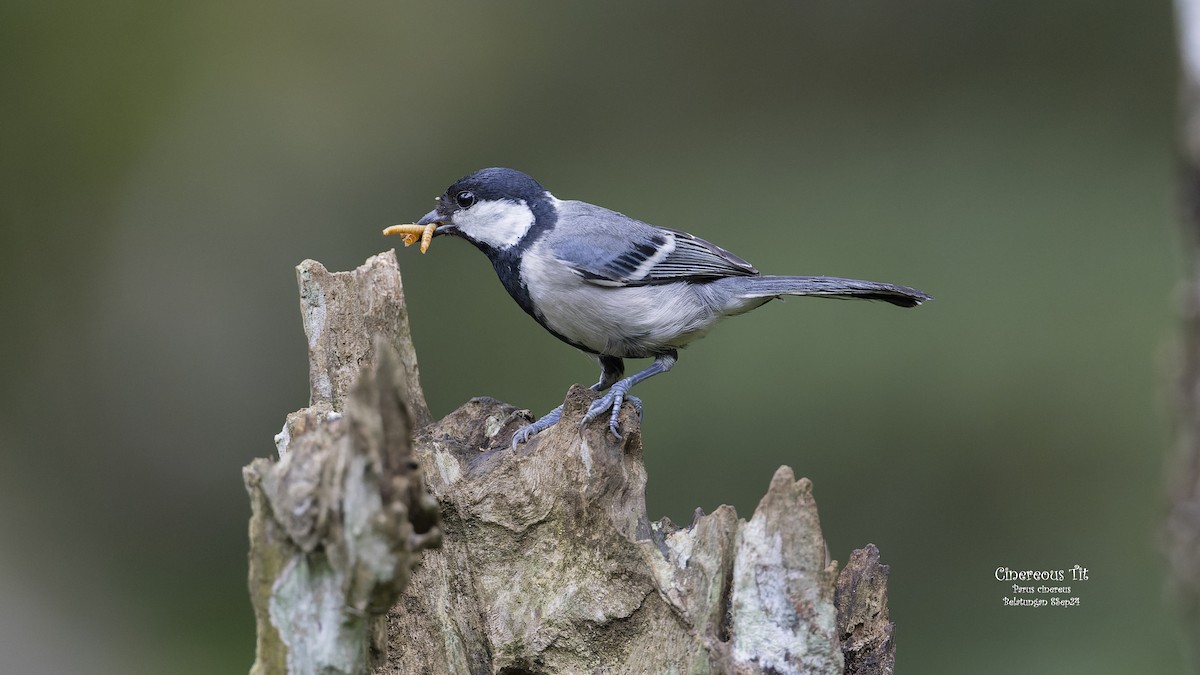 Cinereous Tit - ML624019441