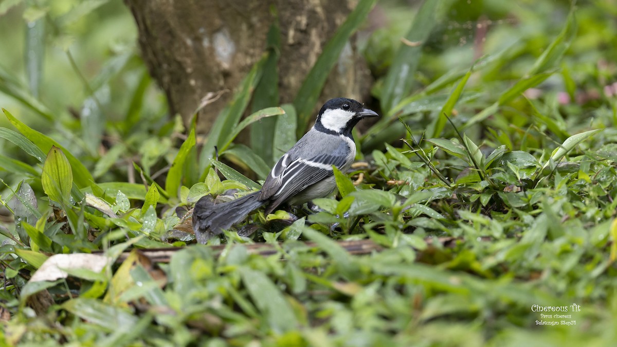 Cinereous Tit - ML624019442