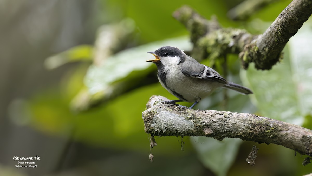 Cinereous Tit - ML624019443